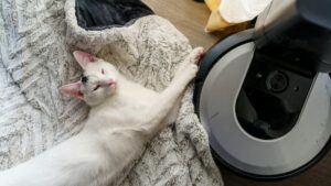 Saugroboter bei Tierhaaren: worauf kommt es wirklich an?